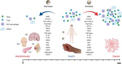 Autoimmunity and Cancer—Two Sides of the Same Coin